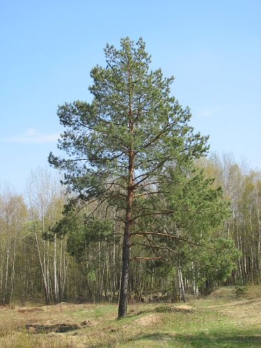 borovice-lesni4.jpg, 45kB
