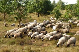 ovce v Podyjí